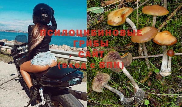 гидра Вязьма